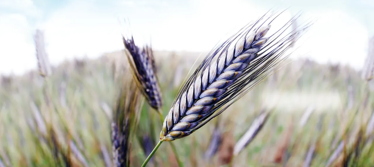 Płaskurka zboże pole