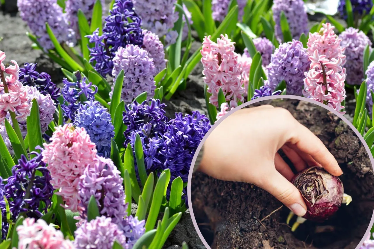 hiacynty w ogrodzie jesienią