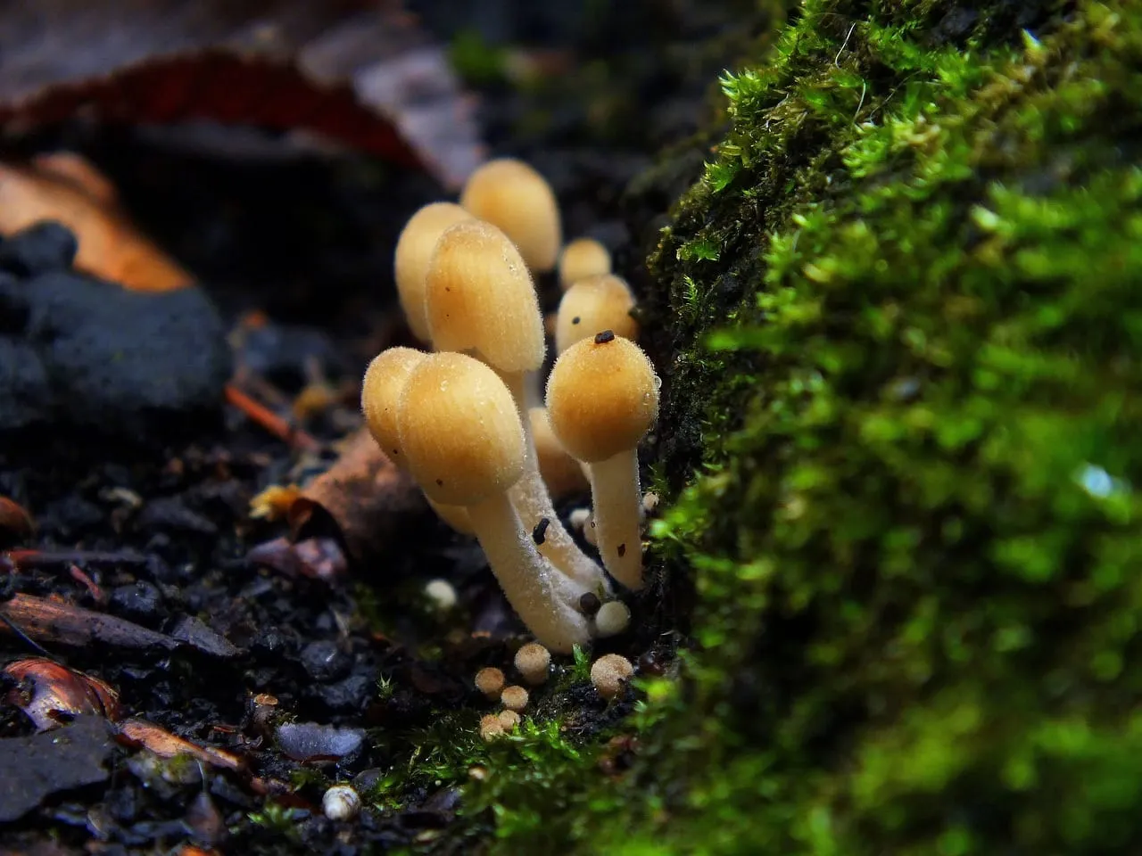 Grzyby halucynogenne psylocybina