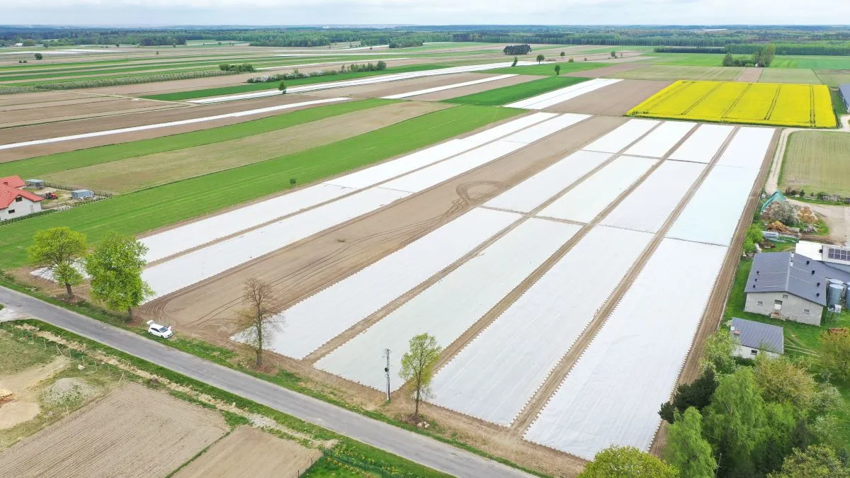 przygotowanie gleby pod kapustę