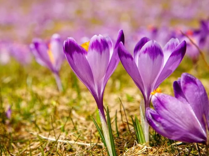 rośliny chronione w Polsce przykłady