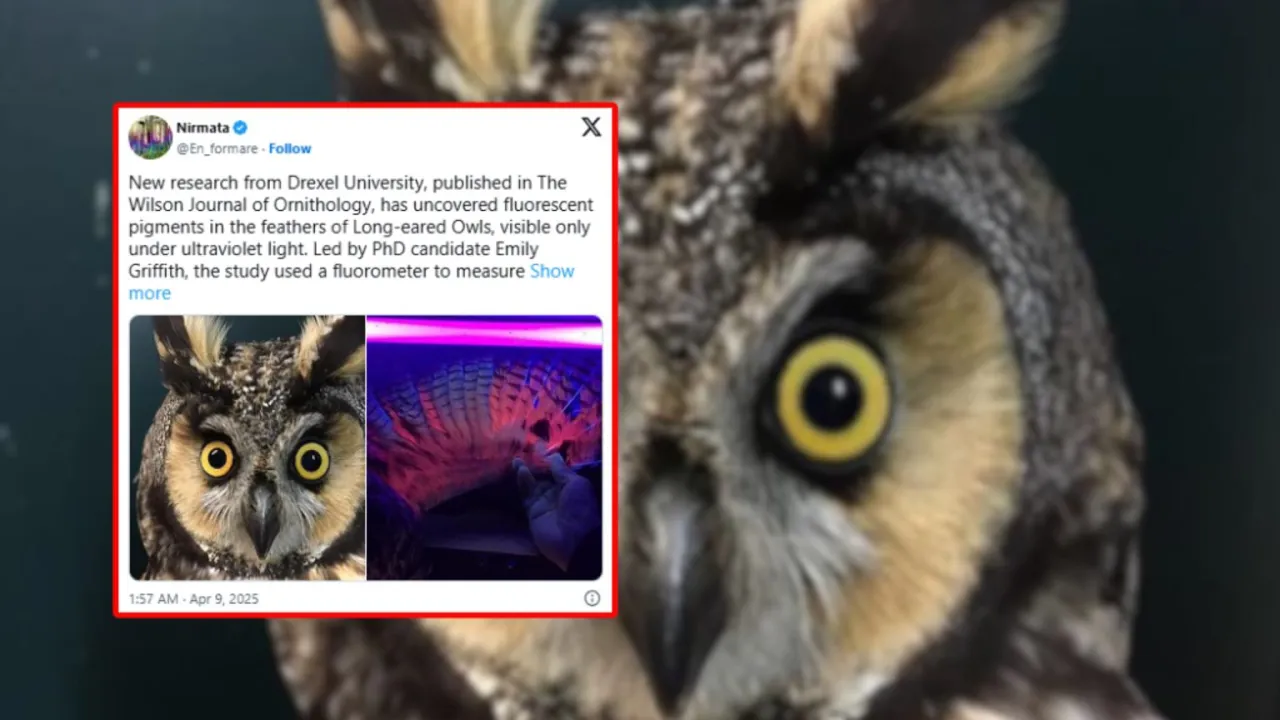 sowa w ciemności polująca