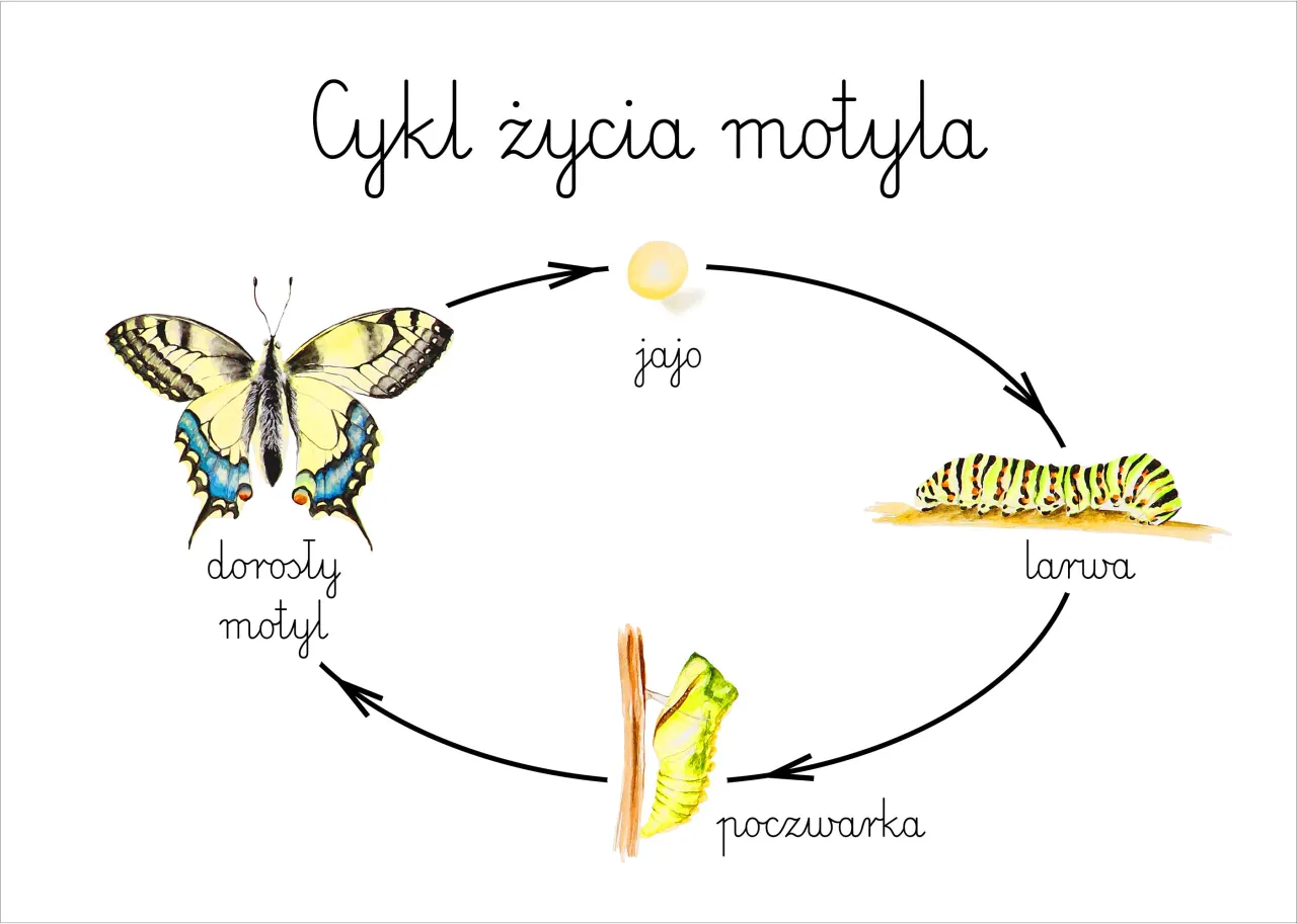 cykl życia motyla infografika