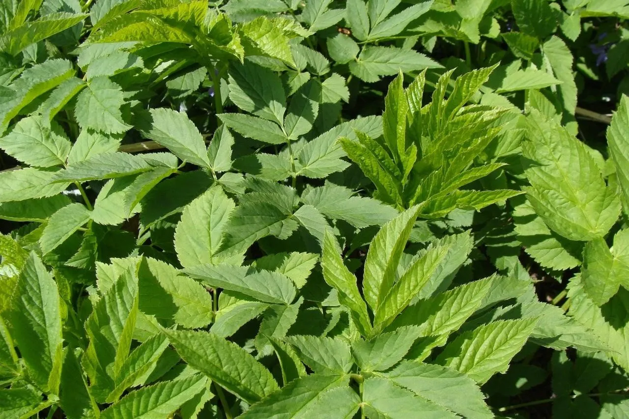 Biologia chwast&oacute;w rozłogowych