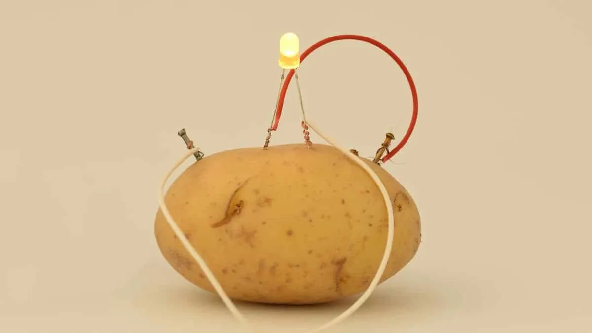 dzieci robią eksperyment z baterią z ziemniaka