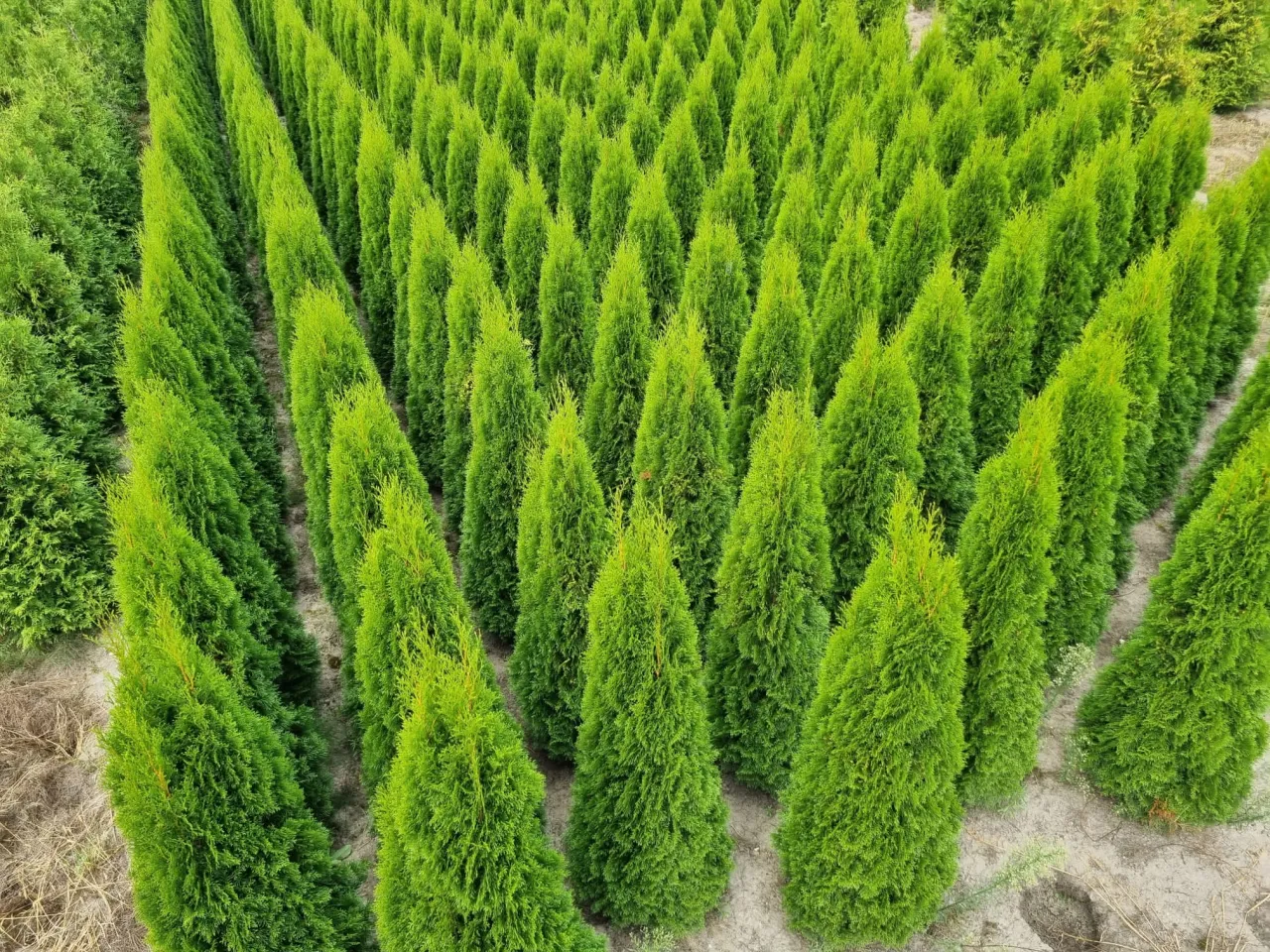 Docelowa szerokość tui Smaragd