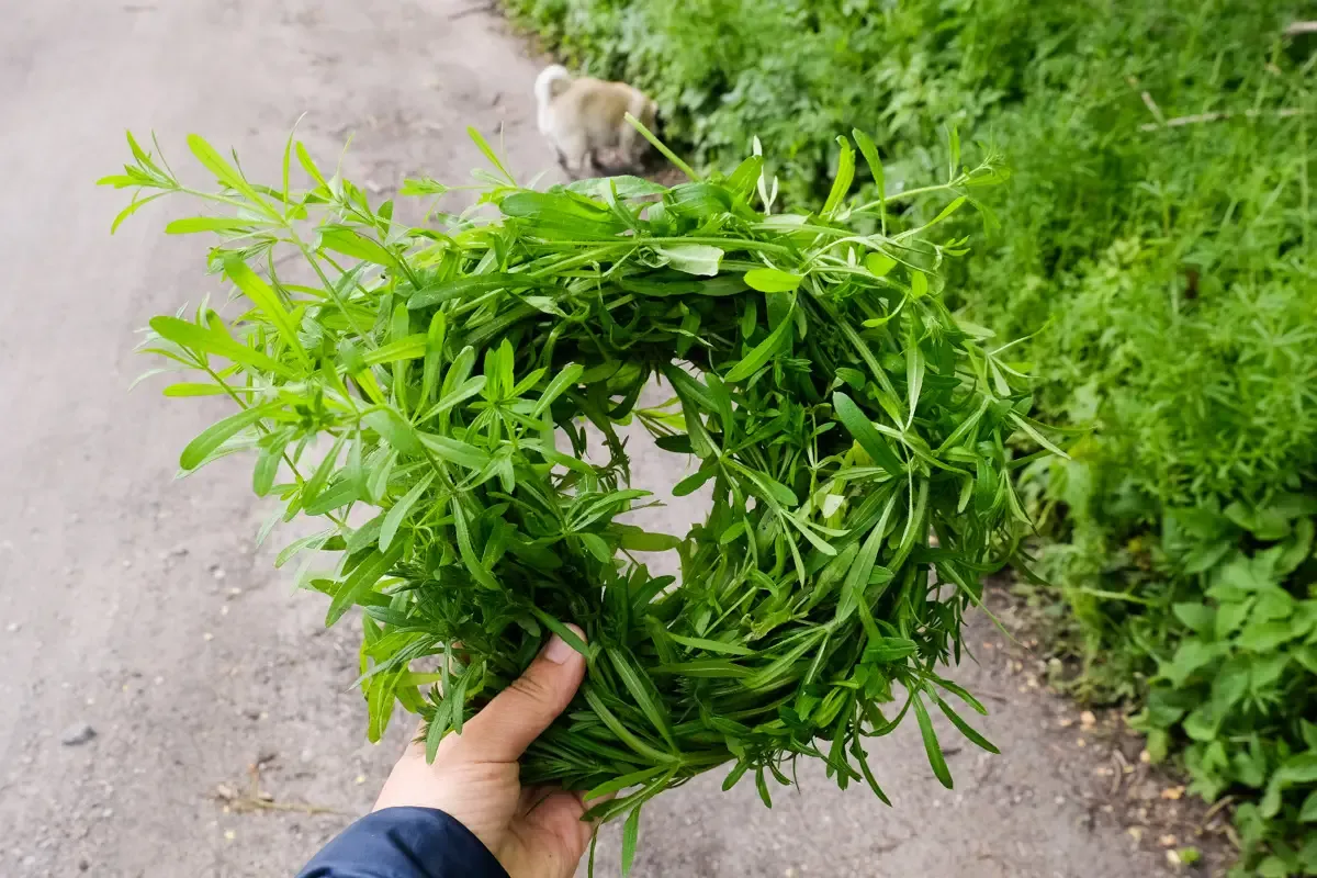 Skuteczne zwalczanie przytulii czepnej