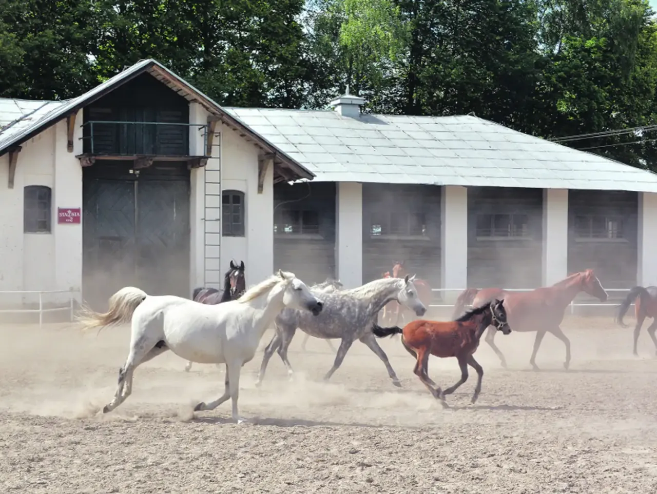 Współczesna Stadnina Koni Janów Podlaski