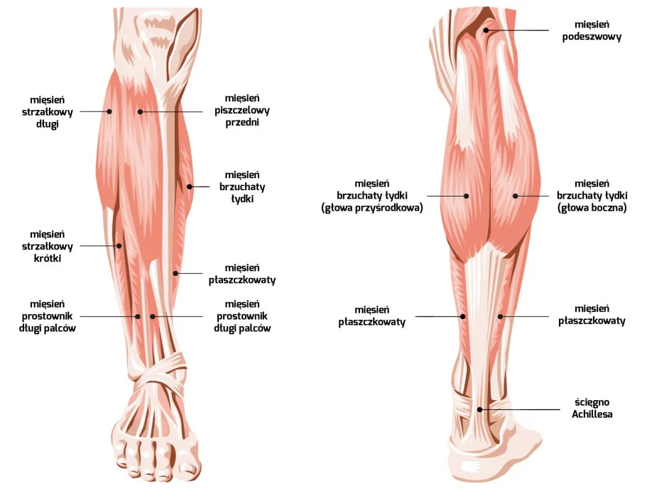 anatomia mięśni biegacza schemat