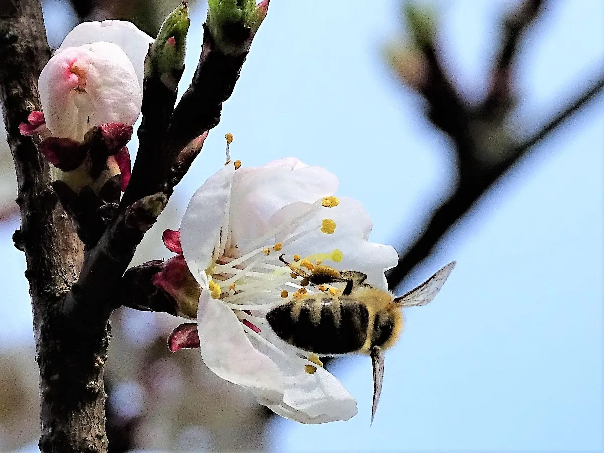 Pszczoła zapylająca kwiat jabłoni