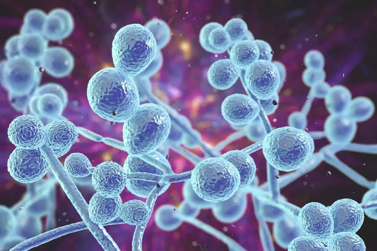 Infekcja Candida albicans pod mikroskopem