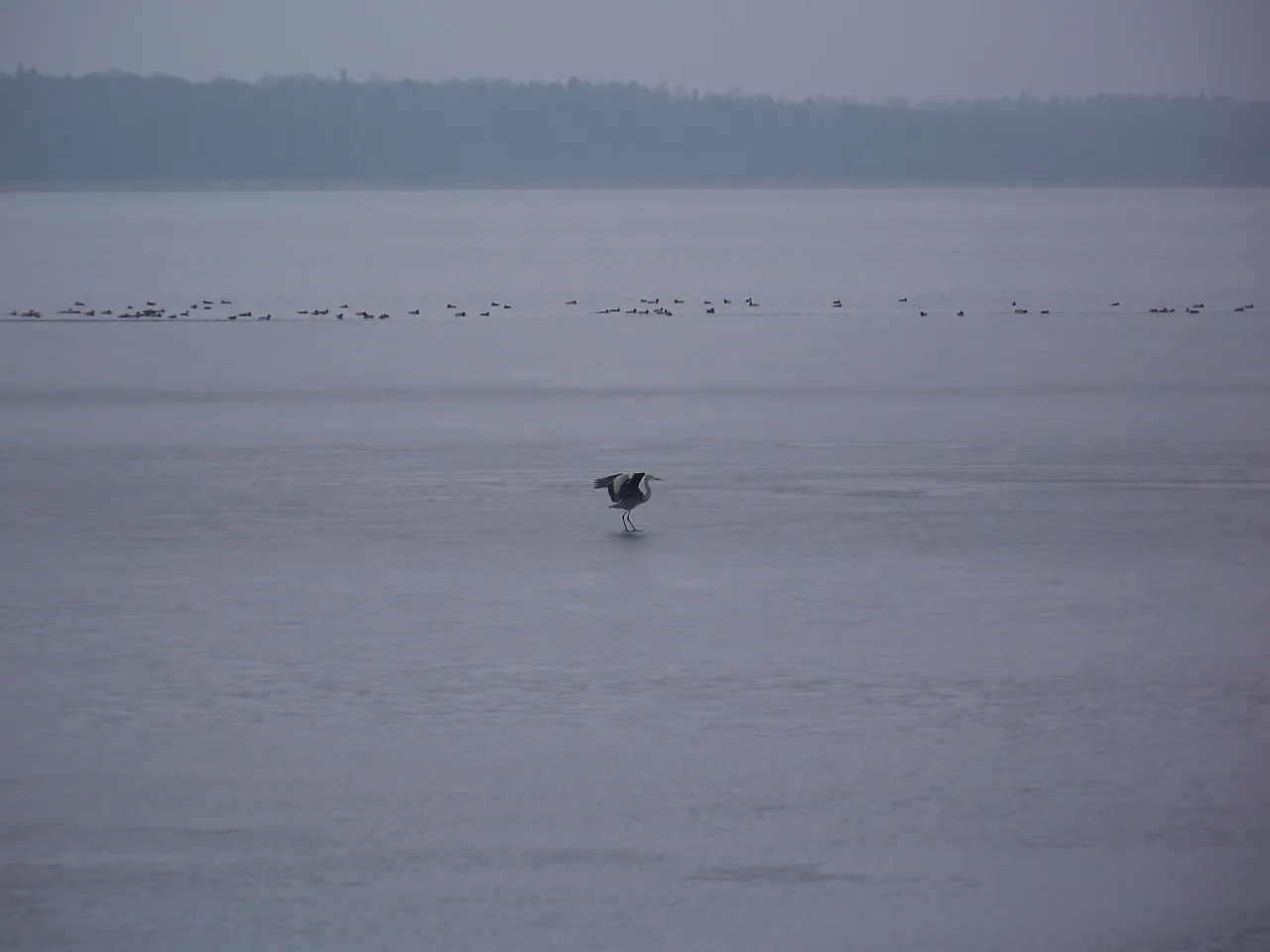 Zapora Kozłowa Góra wędkarstwo i ptaki