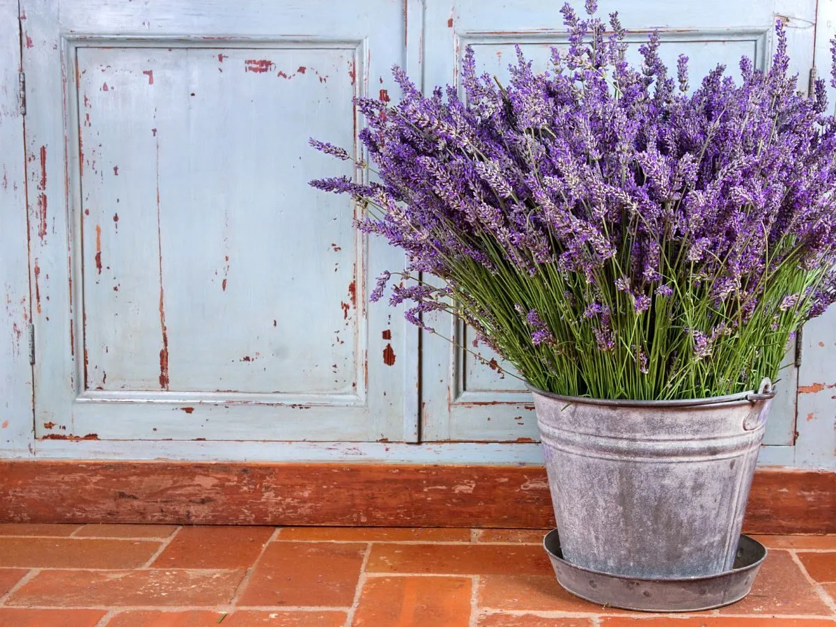 różne odmiany lawendy w doniczkach