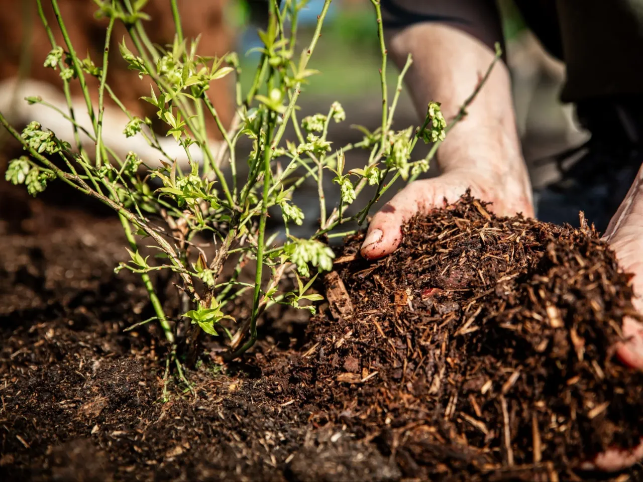 Ręce podsypują borówkę świeżą ziemią, idealny moment, kiedy zakwaszać borówkę, by rosła zdrowo.
