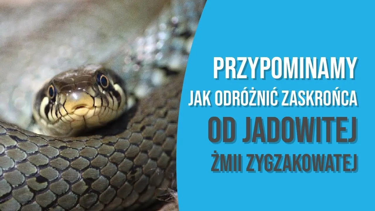zaskroniec żmija porównanie