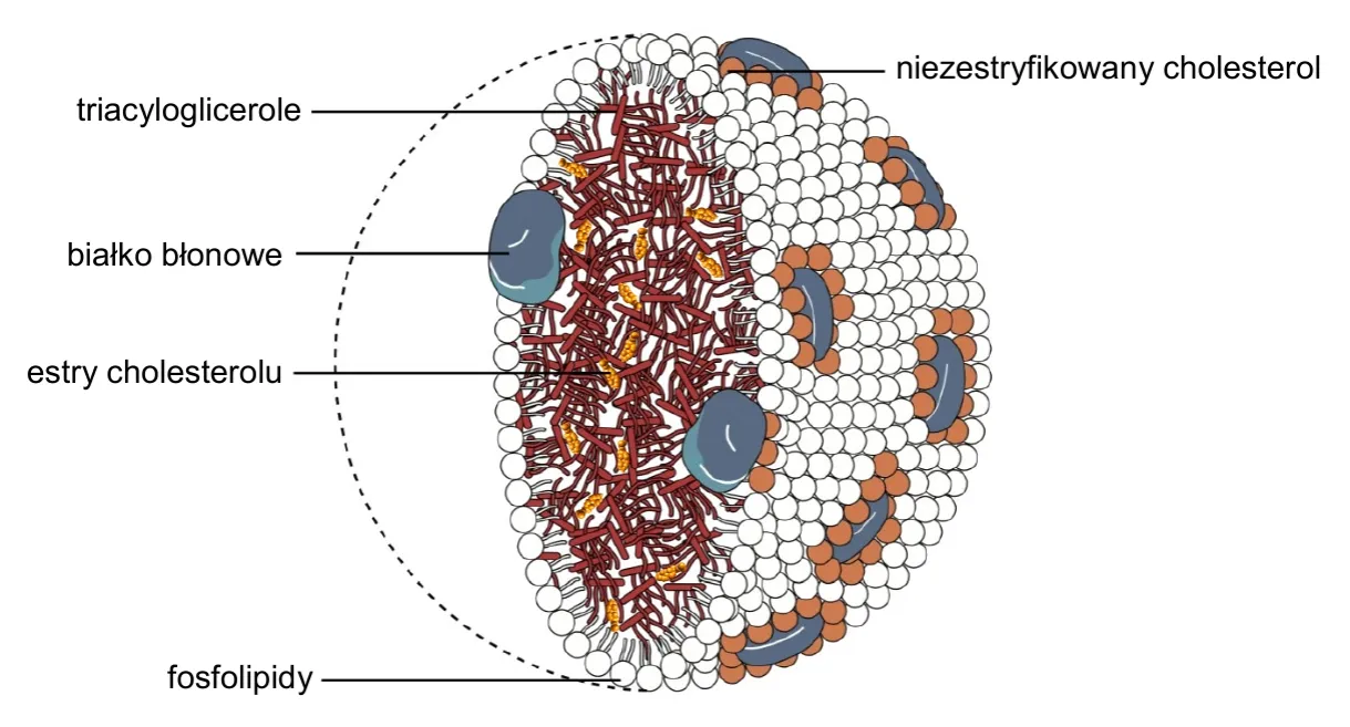 arkusze maturalne biologia CKE