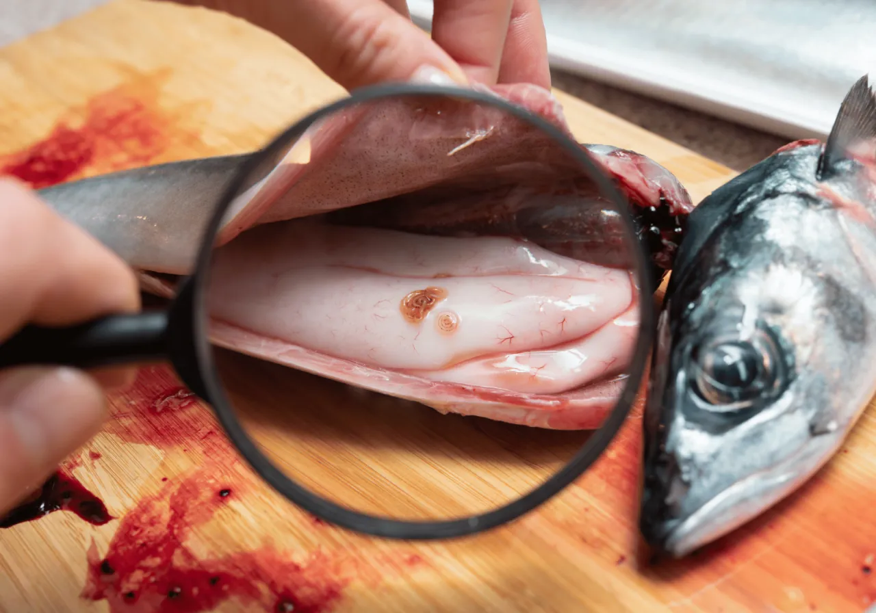 Anisakis nicienie w rybie