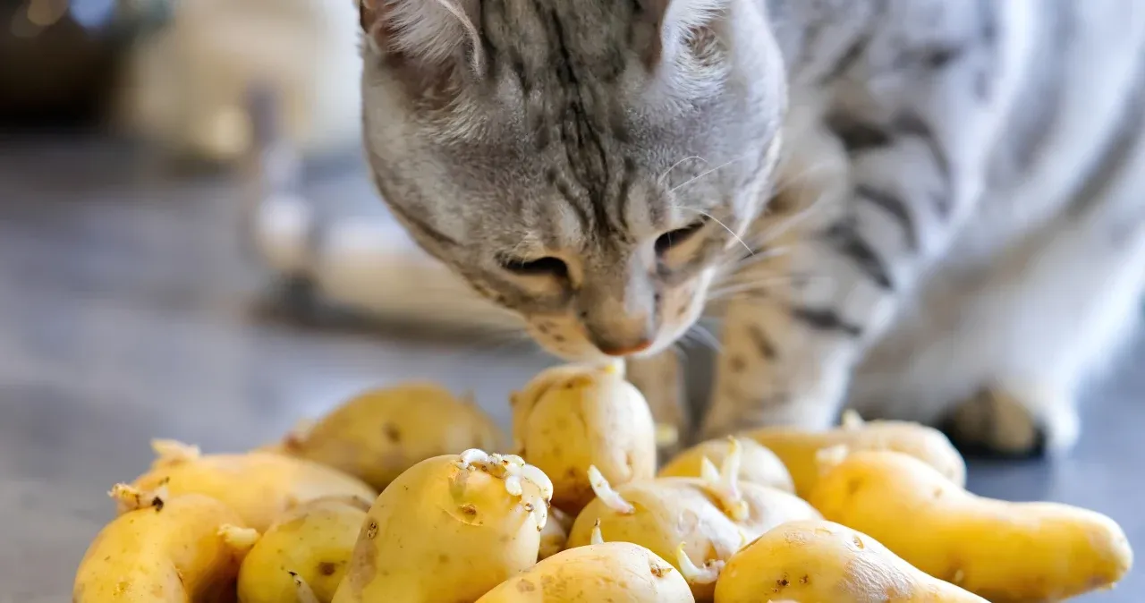 kot ostrożnie wąchający mały kawałek gotowanego ziemniaka