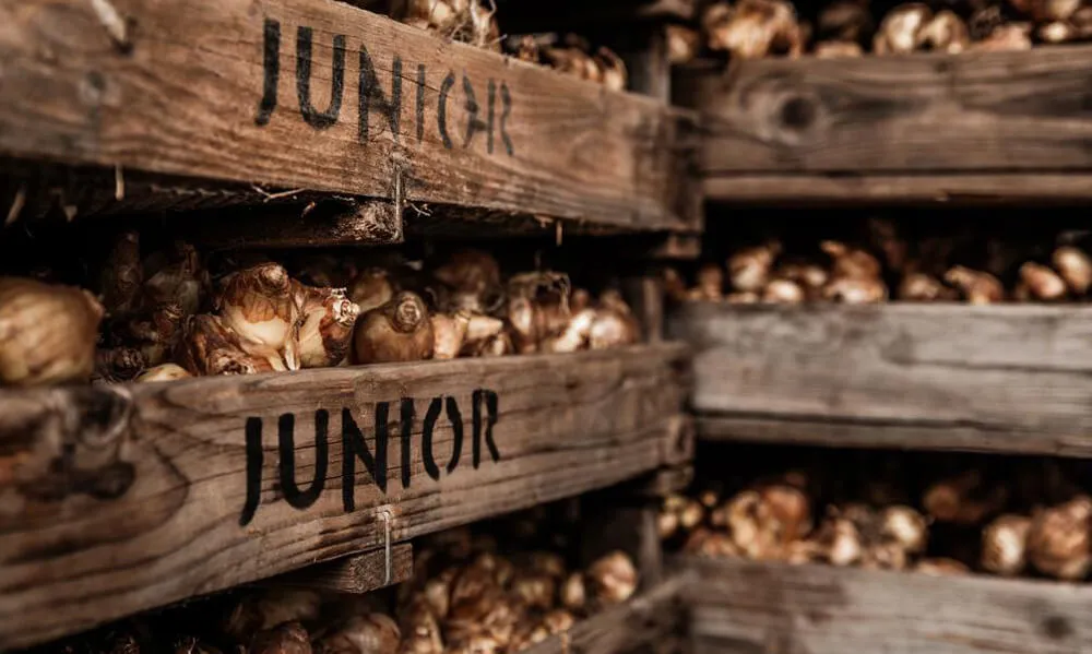 przechowywanie bulw jaskra