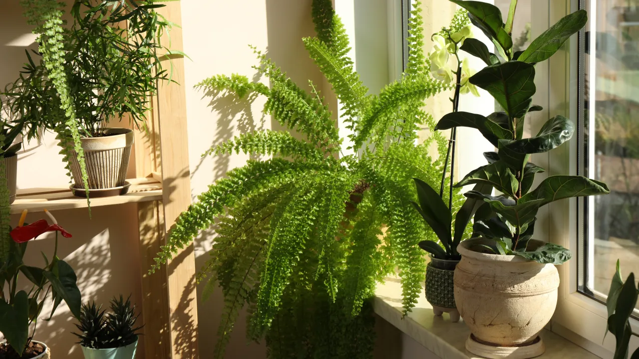 rośliny na parapet w salonie, zielona oaza parapet