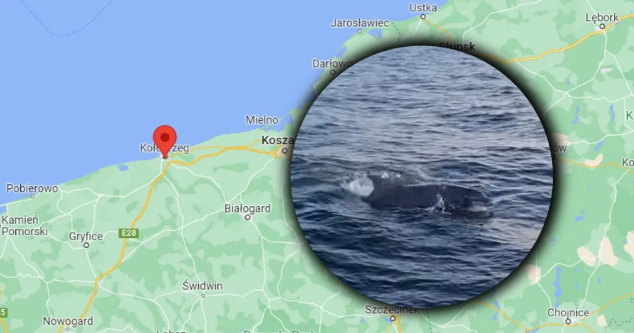 mapa obserwacji delfin&oacute;w w polskim Bałtyku