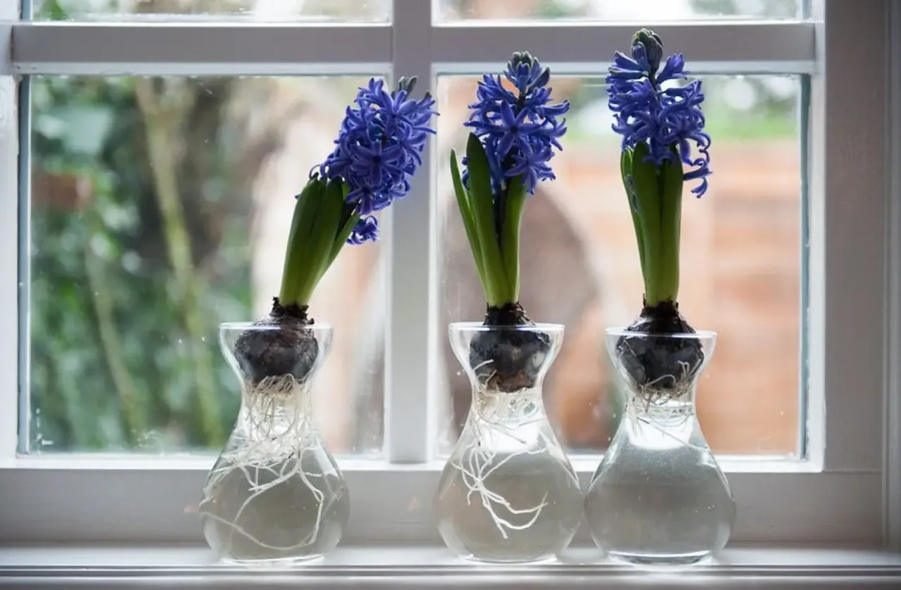 Cebulki hiacyntów po przekwitnięciu