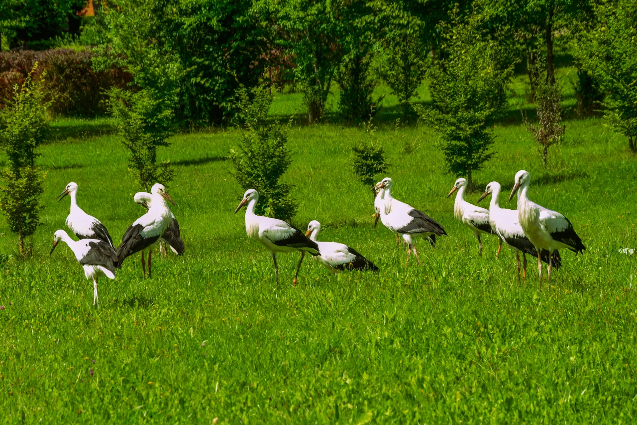 Europejska Wieś Bociania Pentowo