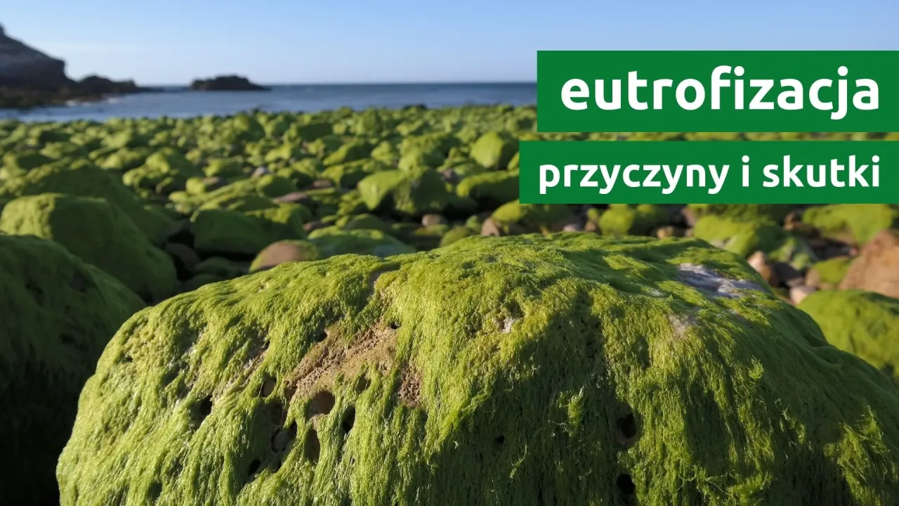 Zdjęcie Eutrofizacja – zjawisko, które niszczy nasze wody i ekosystemy