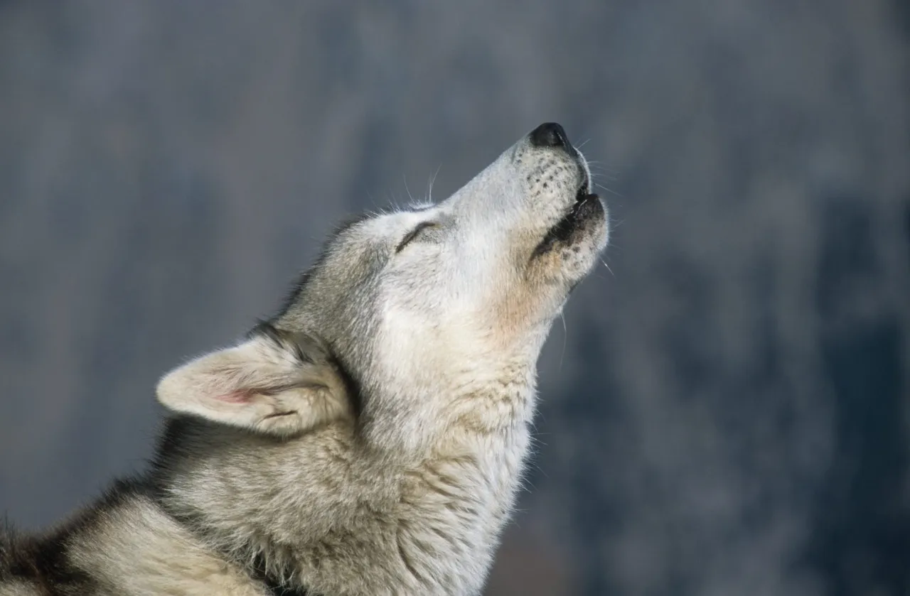 Zdjęcie Dlaczego husky wyje? Poznaj powody i jak z nimi walczyć