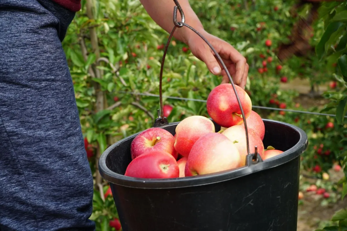 samozbiory jabłek w sadzie