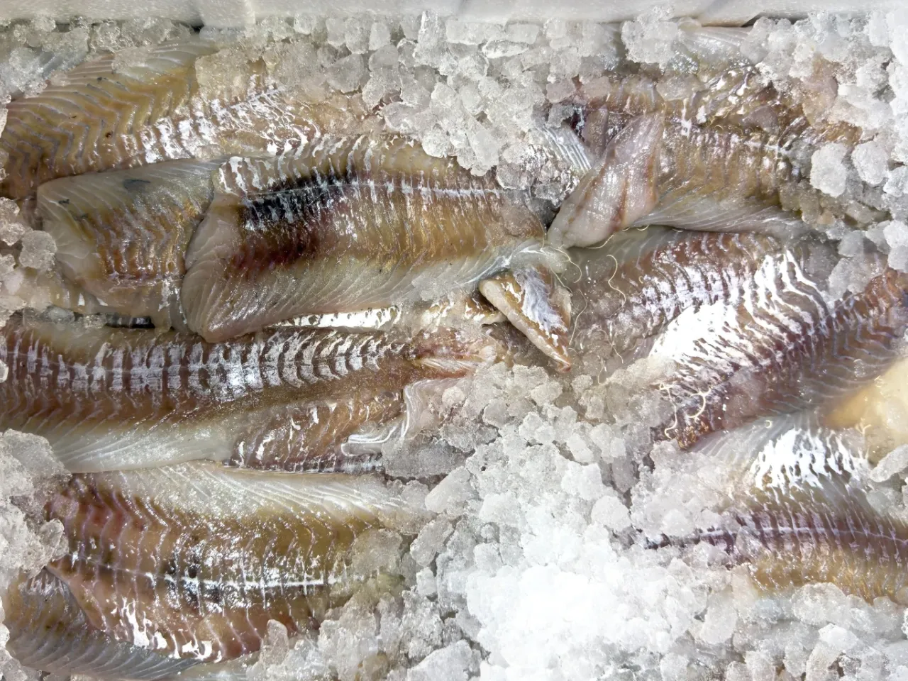 Świeża ryba bałtycka na talerzu