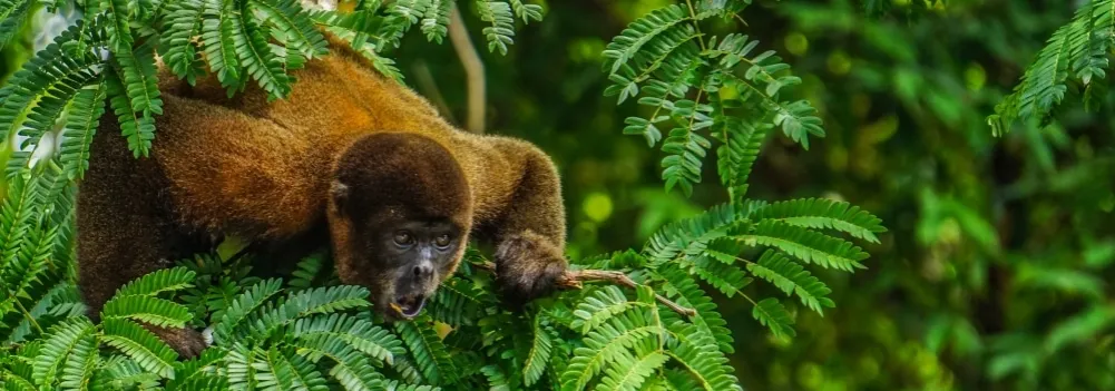 Amazonia Peru łódź zwierzęta