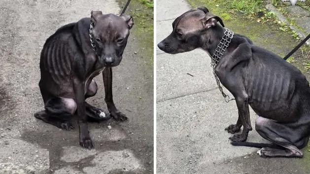 Pies zaniepokojony po zjedzeniu kości, właściciel obserwuje