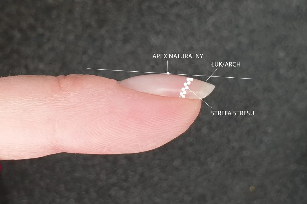 Prawidłowy apex i krzywa C w stylizacji paznokci