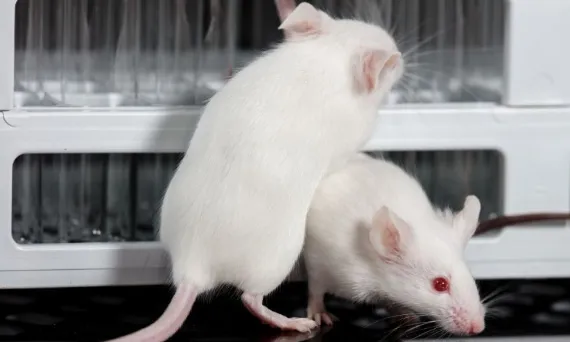 myszy laboratoryjne w klatkach badania naukowe