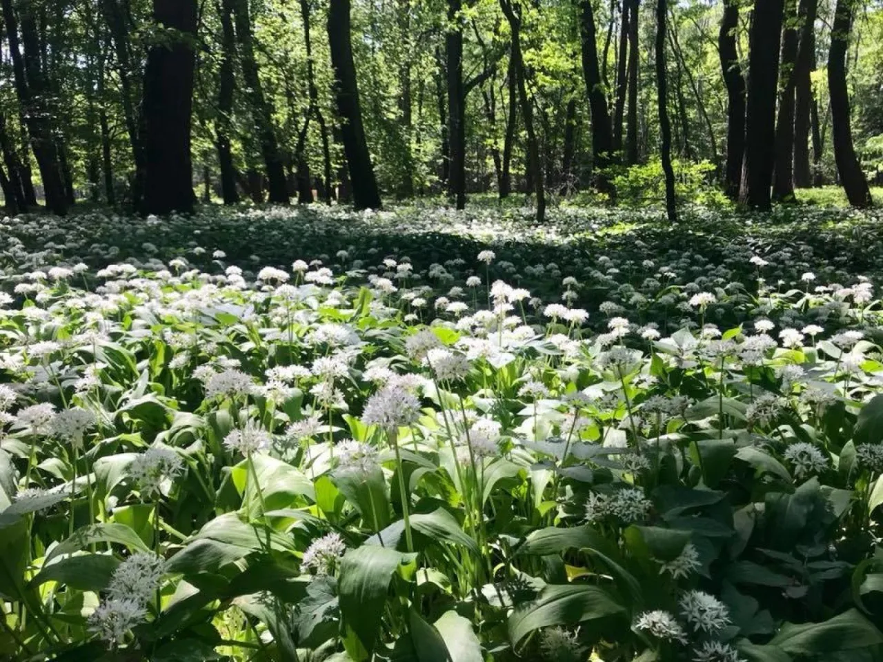 Łąka dzikiego czosnku w lesie, jak na jednym z rezerwat&oacute;w przyrody opolskie. Słońce przebija się przez drzewa, oświetlając białe kwiaty.