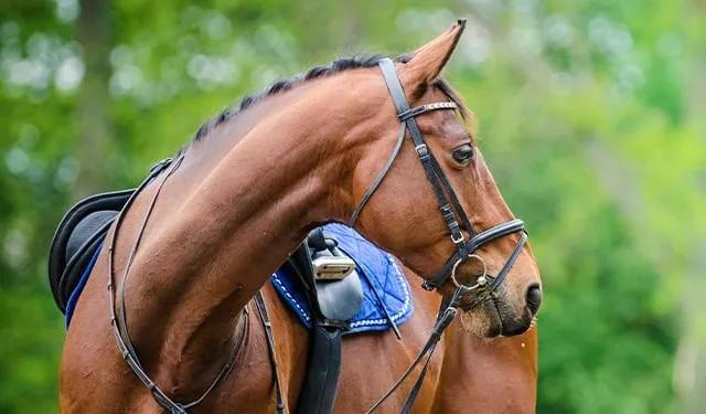 Koń sportowy w treningu