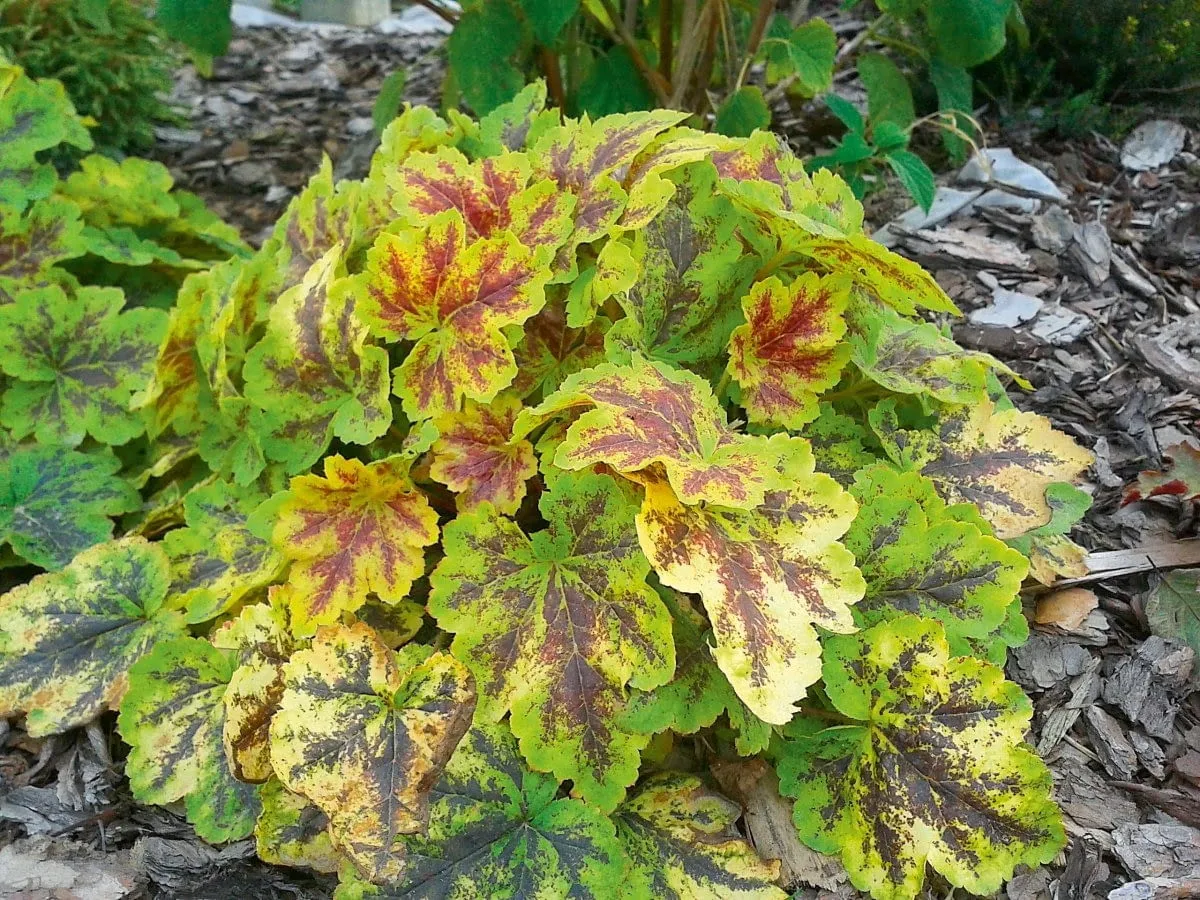 Rośliny do cienia przy ścieżce funkie żurawki