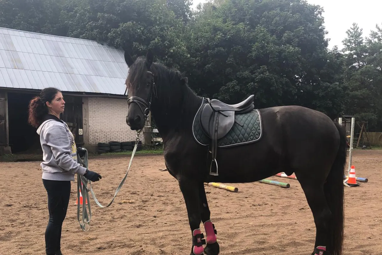 Koń z siodłem i ogłowiem