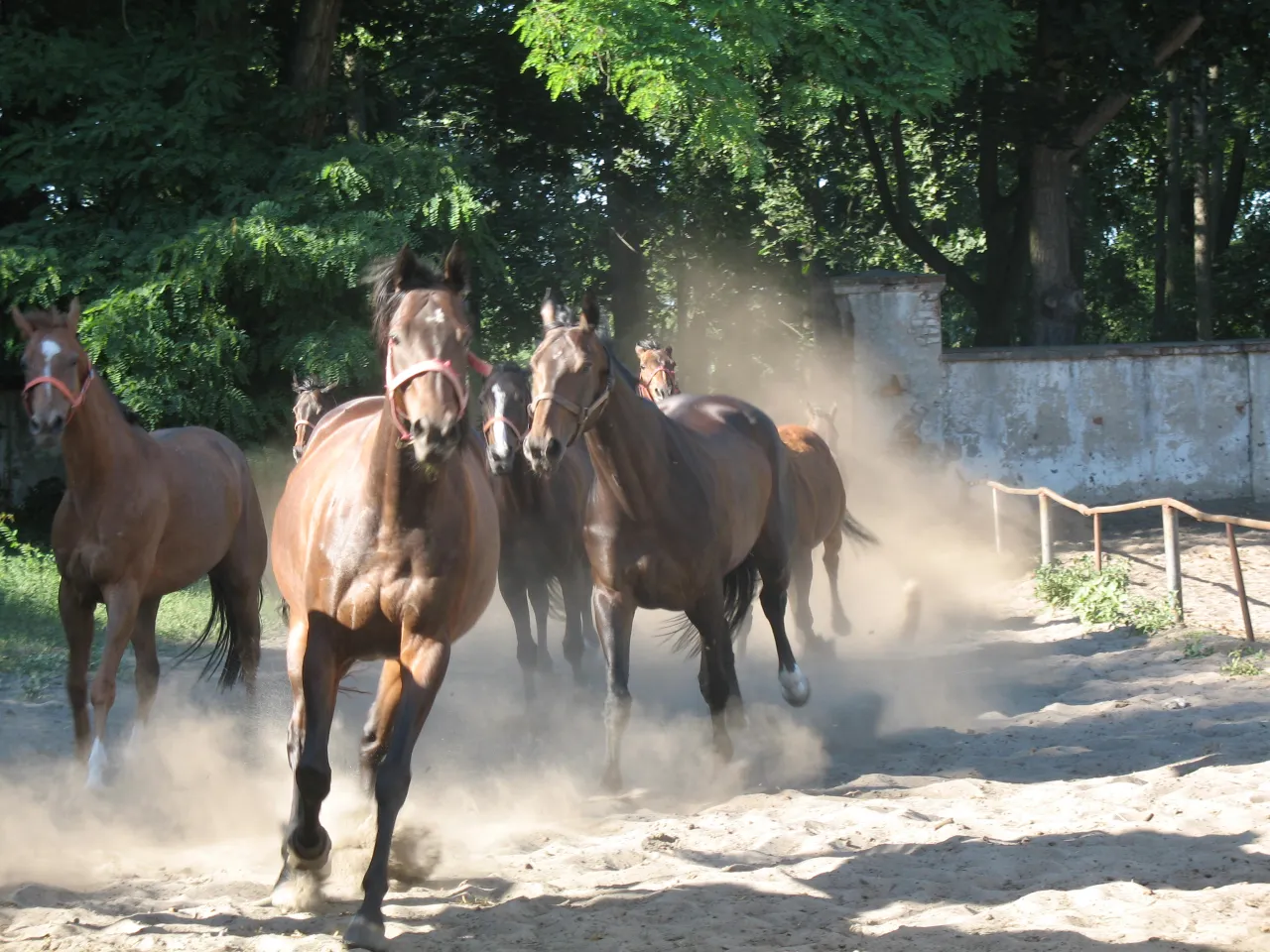Stadnina Koni Golejewko pałac i zabytkowe stajnie
