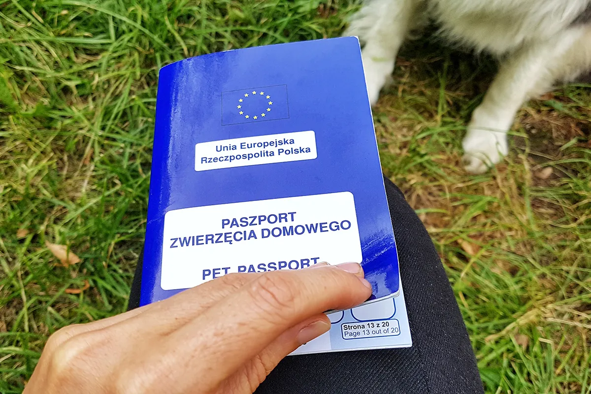 Zdjęcie Jak wygląda paszport dla psa i co musisz o nim wiedzieć