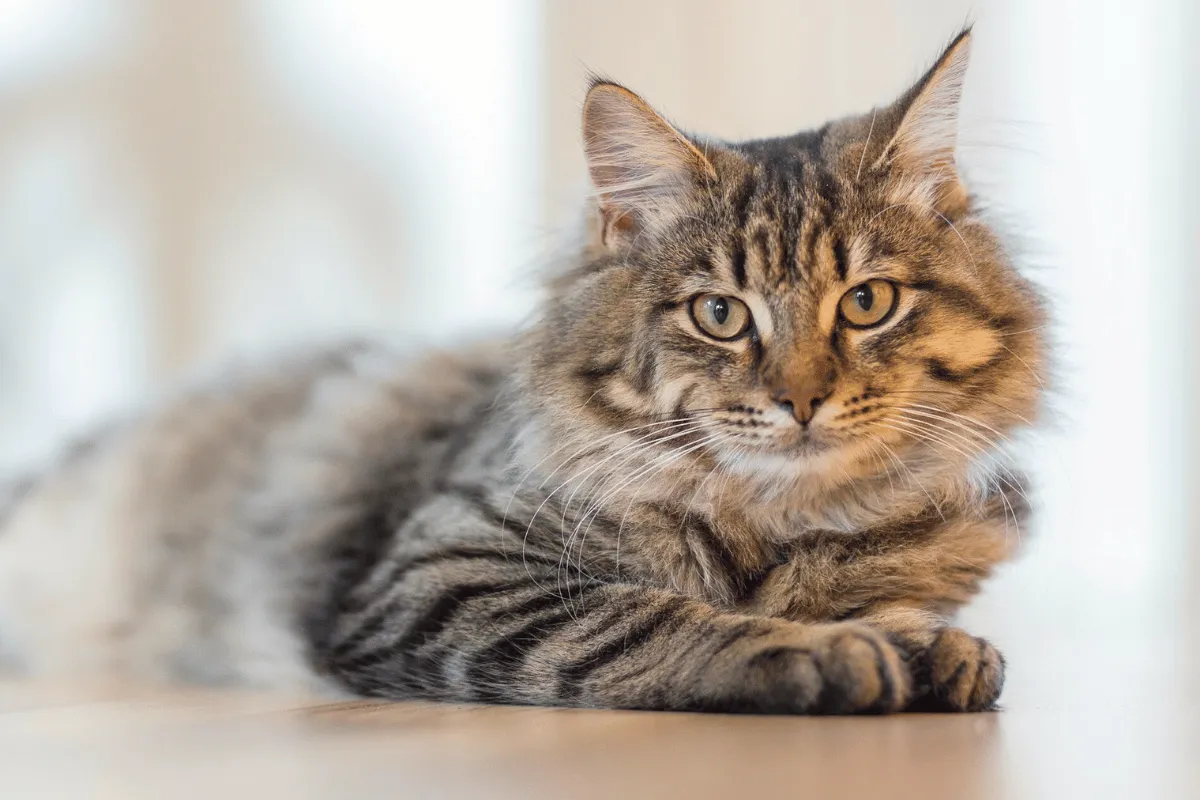 Puszysty kotek z pręgowanym futrem leży na podłodze, zastanawiając się, czy koty mogą jeść lody.