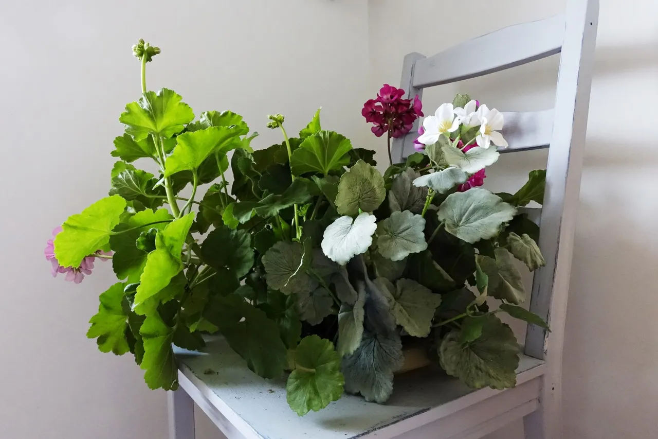 Kwietnik z krzesła z pelargoniami