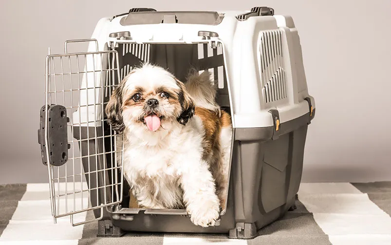 szczeniak w transporterze