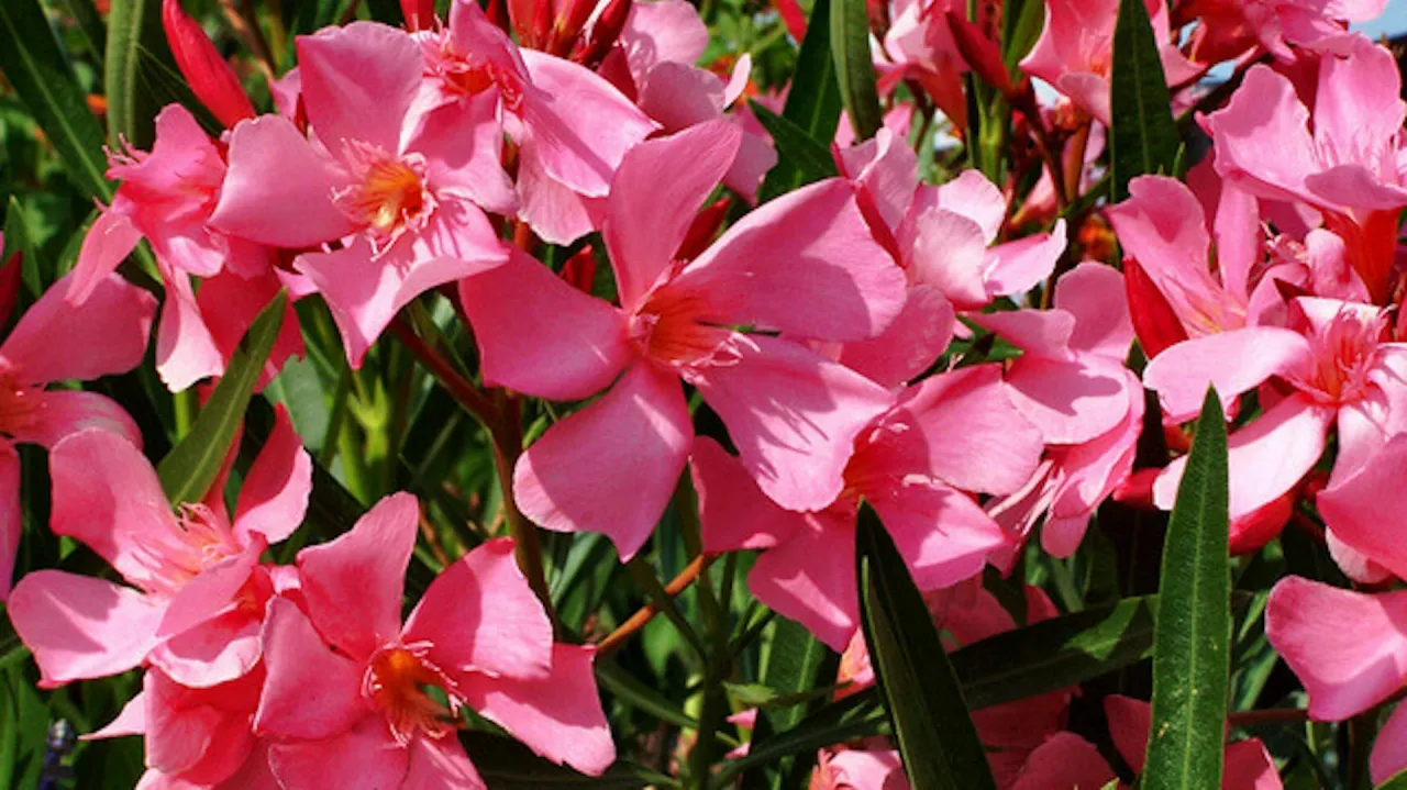 jak przycinać oleander krok po kroku