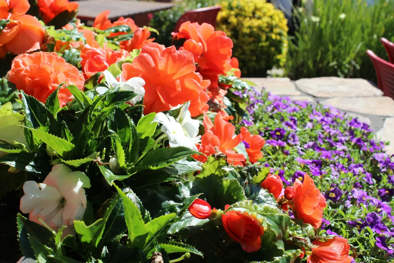 Błędy w obsadzaniu ścieżek ogrodowych