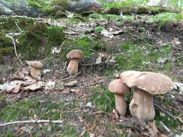 Puszcza Bukowa grzyby