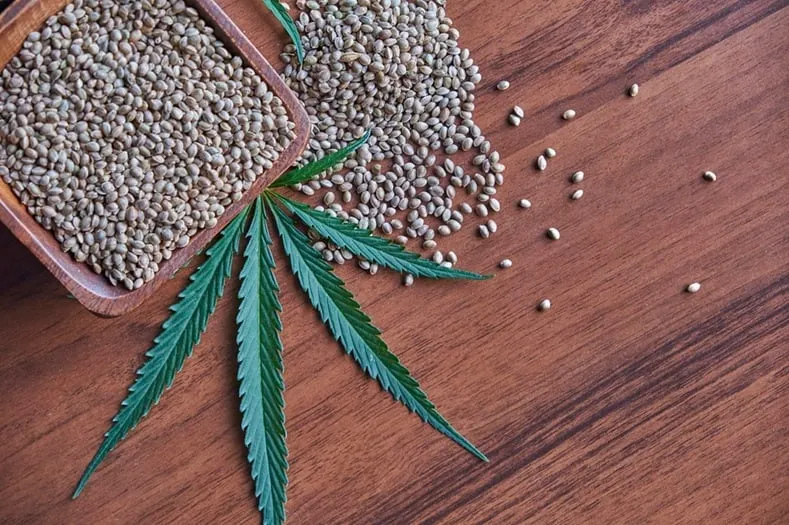 nasiona marihuany kolekcjonerskie