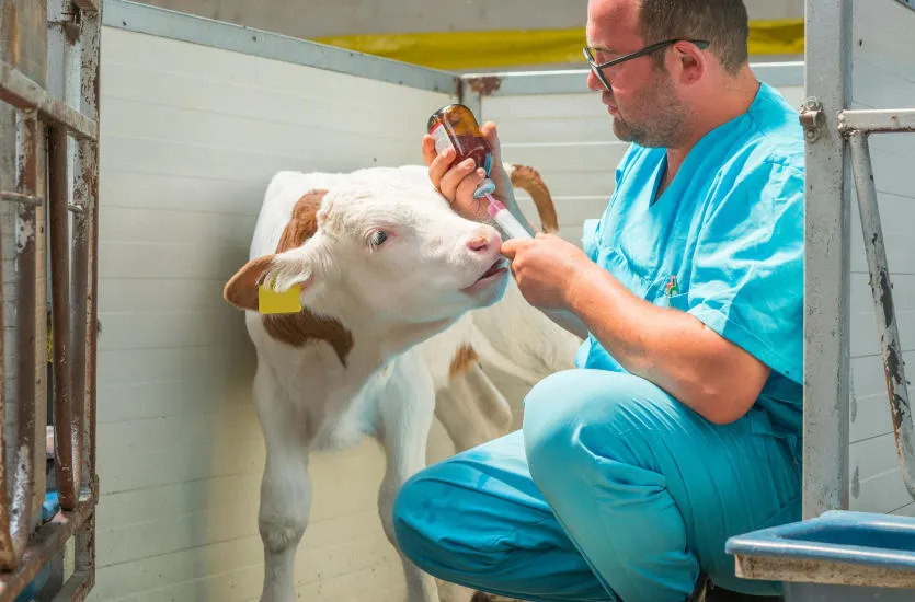 weterynarz małych zwierząt vs weterynarz zwierząt gospodarskich