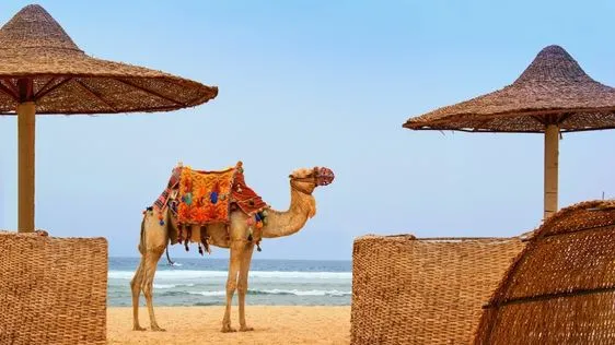 Zdjęcie Czy Marsa Alam w Egipcie jest bezpieczne? Odkryj prawdę o bezpieczeństwie